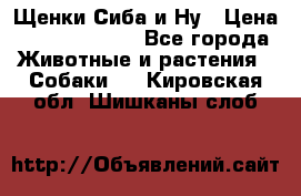 Щенки Сиба и Ну › Цена ­ 35000-85000 - Все города Животные и растения » Собаки   . Кировская обл.,Шишканы слоб.